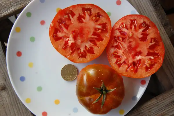 Tomaten: Primora