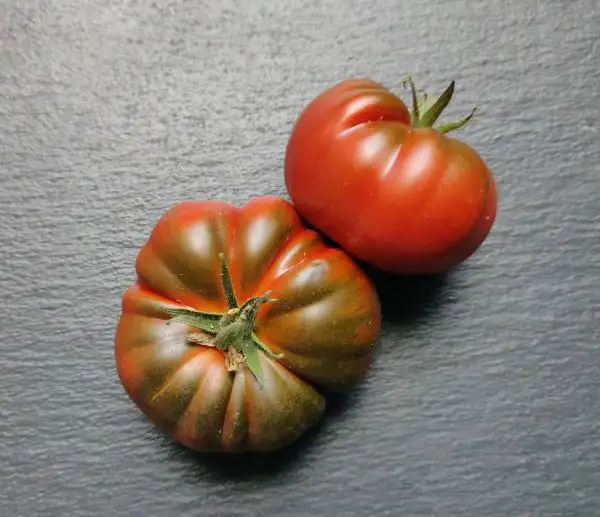 Tomaten: Primora