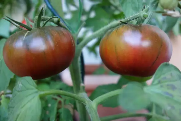 Tomaten: Primora