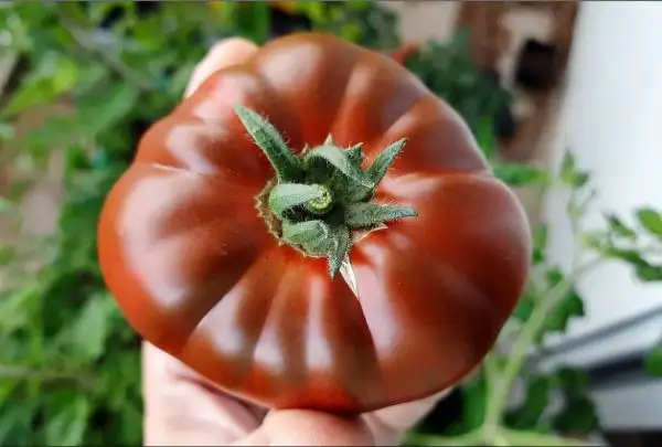 Tomaten: Primora