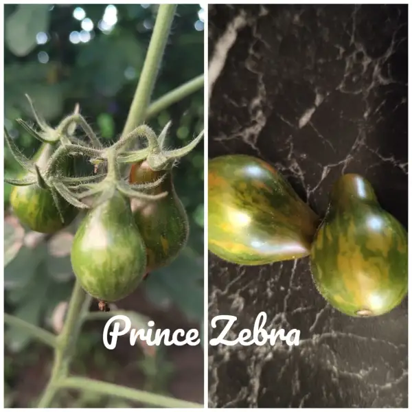 Tomaten: Prince Zebra