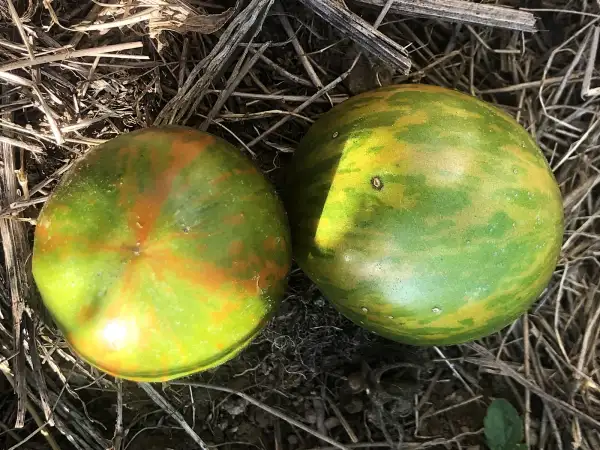Tomaten: Prince Zebra