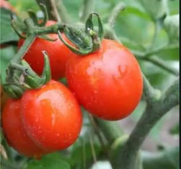 Tomaten: Principe Borghese