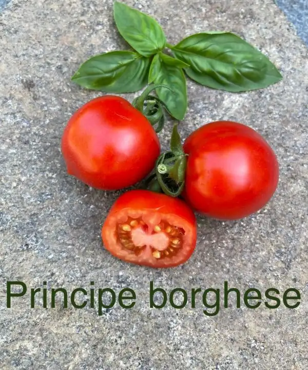 Tomaten: Principe Borghese