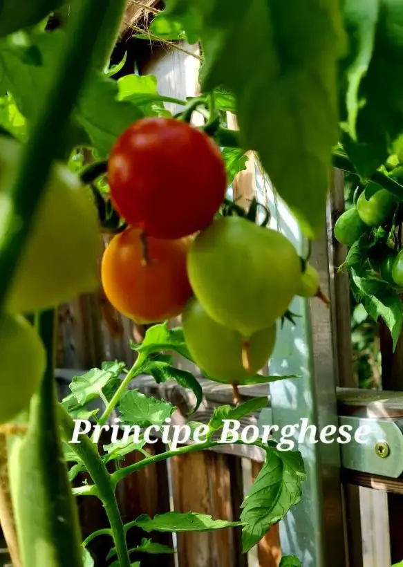 Tomaten: Principe Borghese