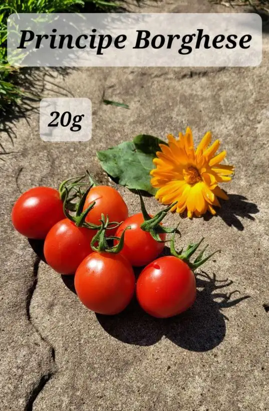 Tomaten: Principe Borghese