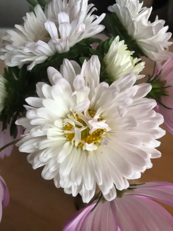 Blumen: Prinzess Astern weiß