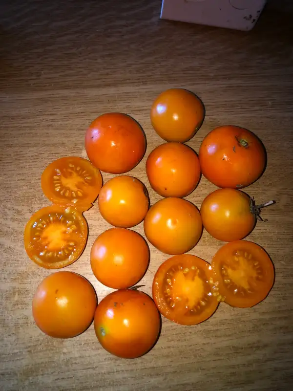 Tomaten: Prize of the Trial