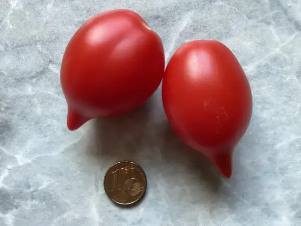 Tomaten: Professor Klapproths Spitze