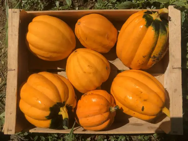 Kürbisse: Professor Shifriss Golden Acorn