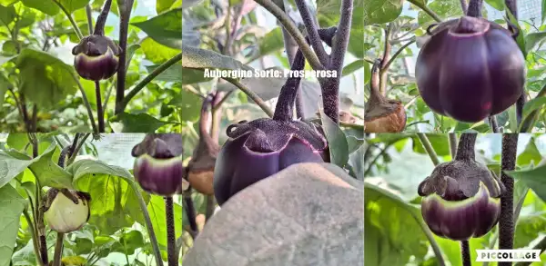 Auberginen: Prospperosa
