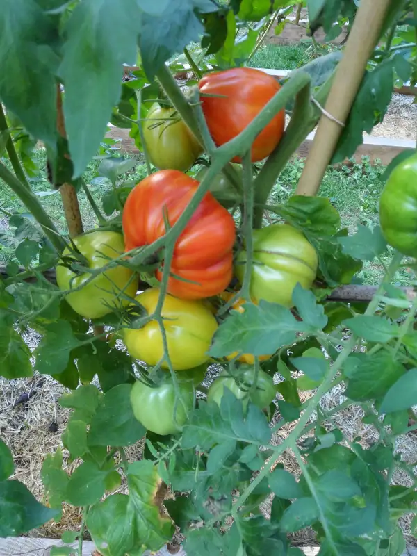 Tomaten: Prozorlivyy Koldun ( Kat# 2419 )