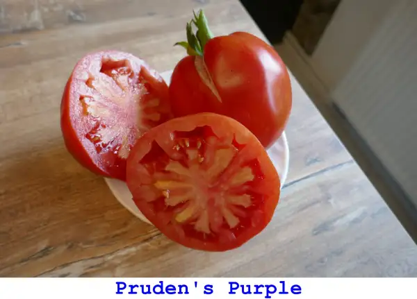 Tomaten: Pruden’s Purple