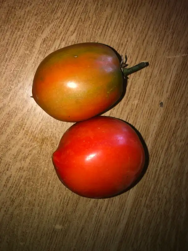 Tomaten: Prue