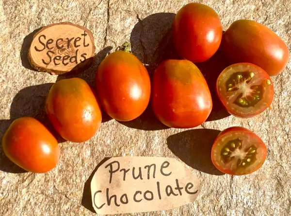 Tomaten: Prune chocolate