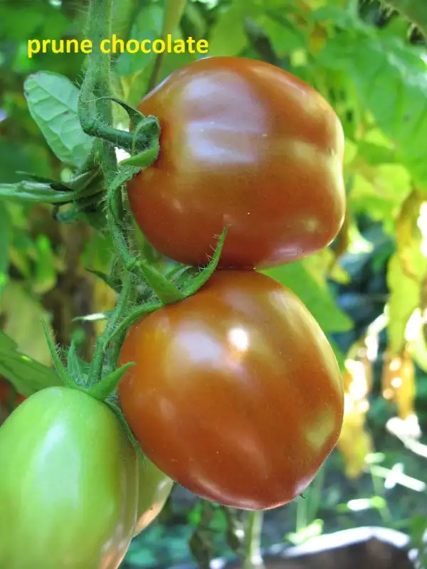 Tomaten: Prune chocolate