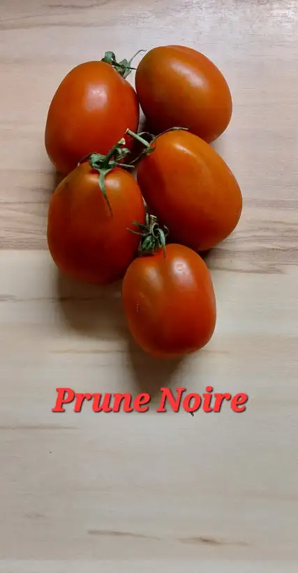 Tomaten: Prune Noire