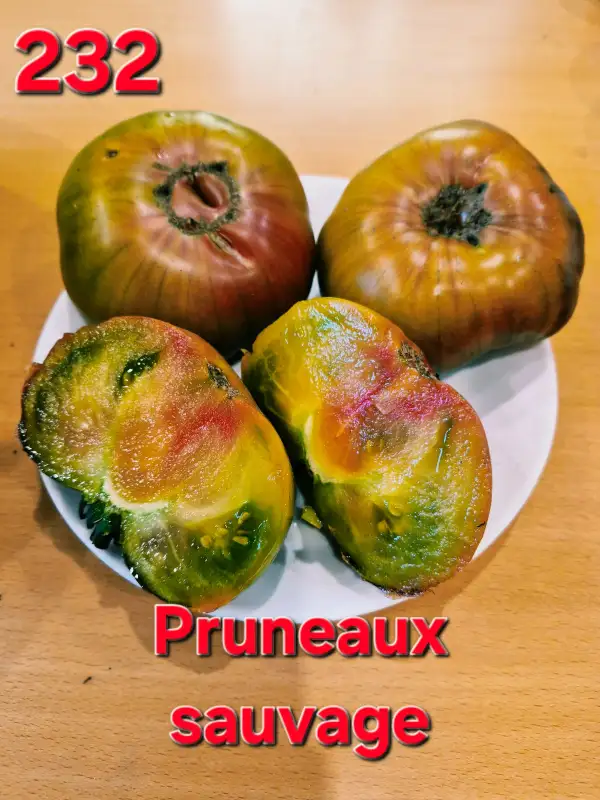 Tomaten: Pruneaux sauvage
