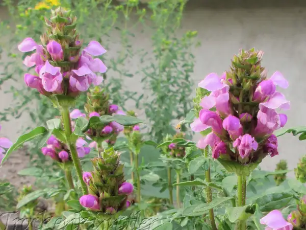 Stauden / Gehölz: Prunella grandiflora 
