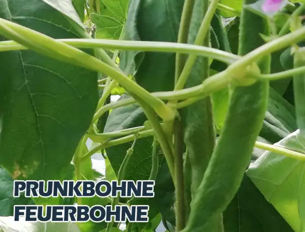 Bohnen: Prunkbohne Feuerbohne