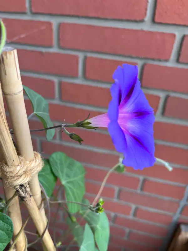 Blumen: Prunkwinde - pink/rosa und blau/lila. Es handelt sich um eine Mischung. Auf dem Balkon gewachsen.