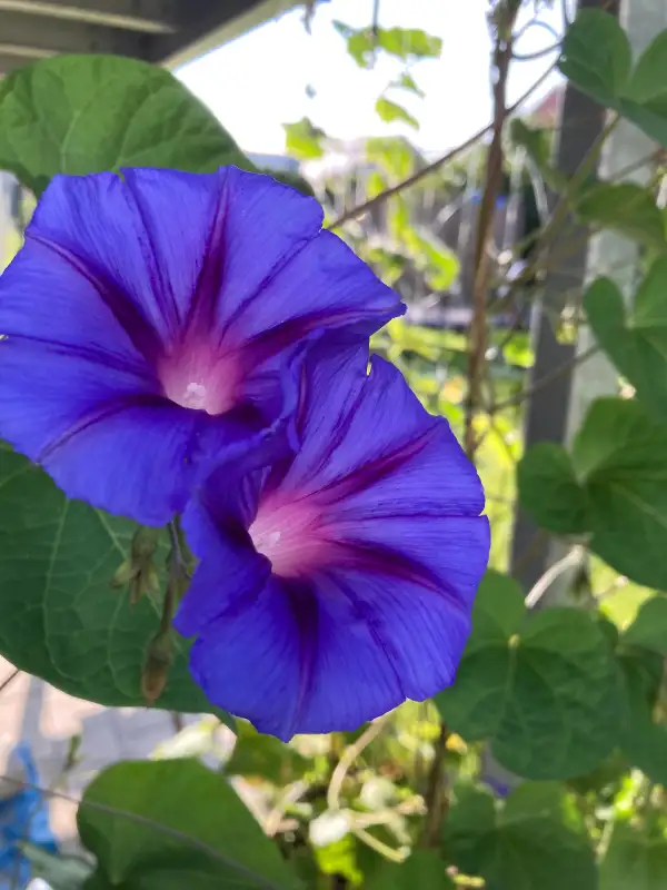 Blumen: Prunkwinde blau