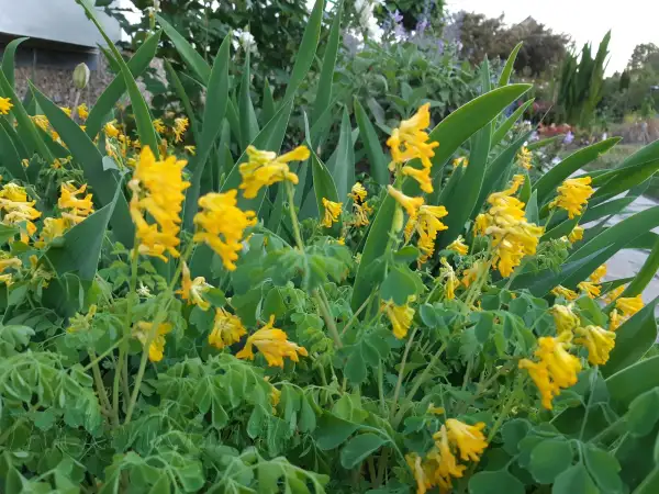 Stauden / Gehölz: Pseudofumaria lutea ‣ ‣ ‣ ‣ ‣ Gelber Lerchensporn - Yellow corydalis