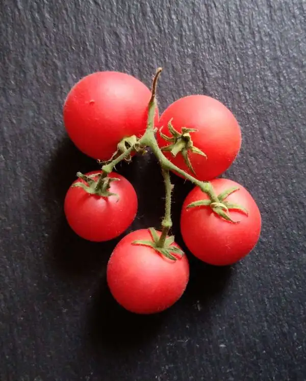 Tomaten: Pubescens