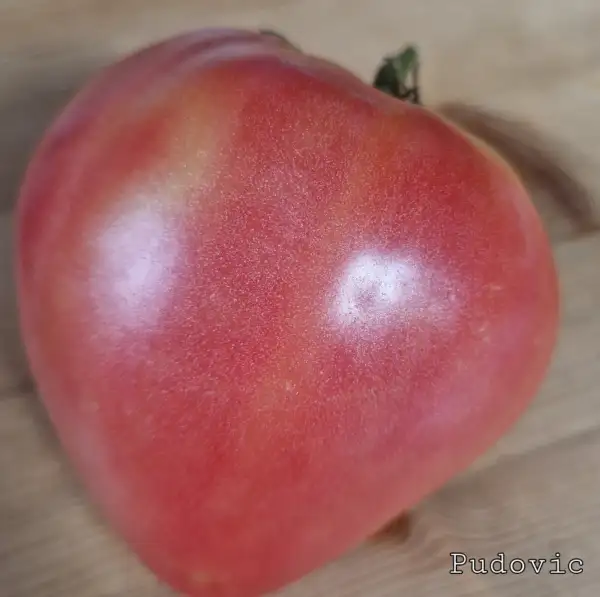 Tomaten: Pudovic