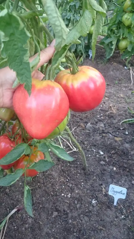 Tomaten: Pudovik