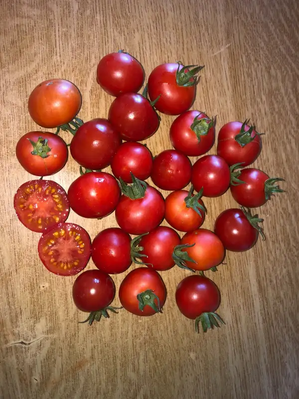 Tomaten: Puerto Cortes