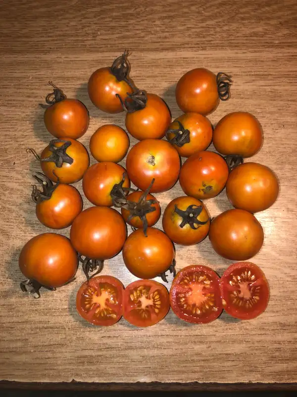 Tomaten: Pugliese da Serbo