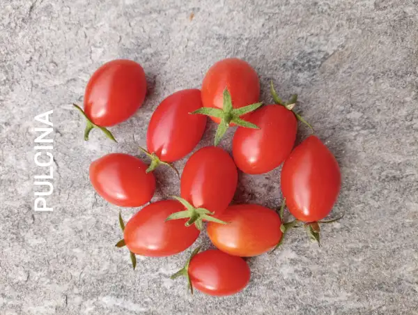 Tomaten: Pulcina