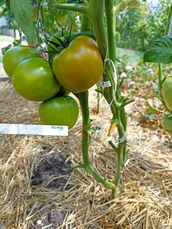 Tomaten: Puma