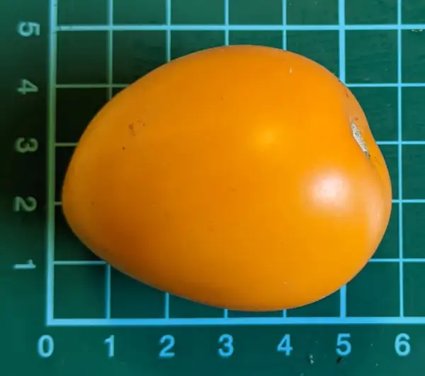 Tomaten: Puma