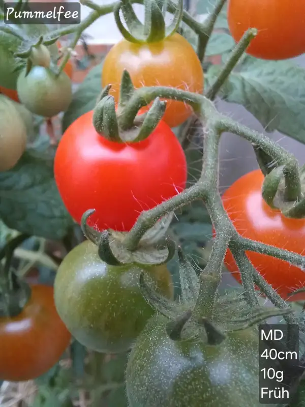 Tomaten: Pummelfee