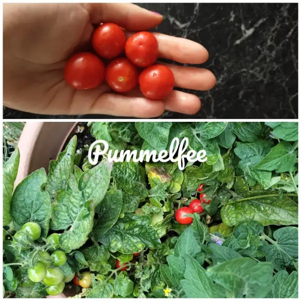 Tomaten: Pummelfee