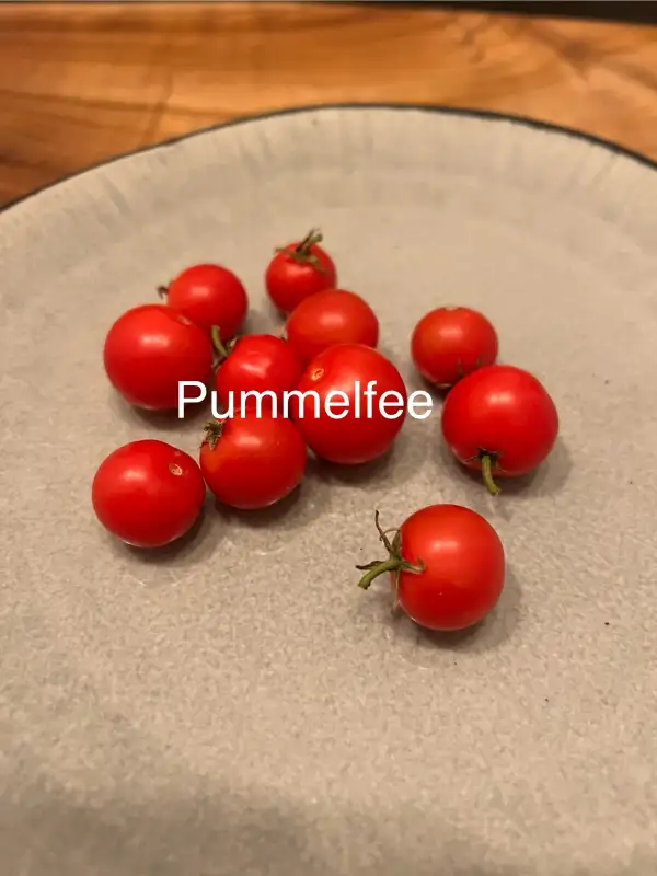 Tomaten: Pummelfee