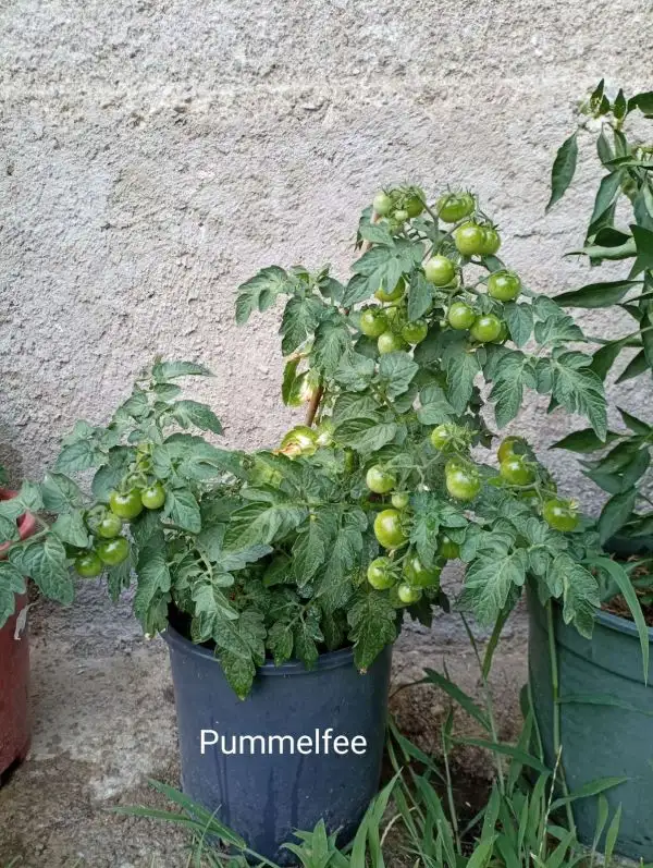 Tomaten: Pummelfee