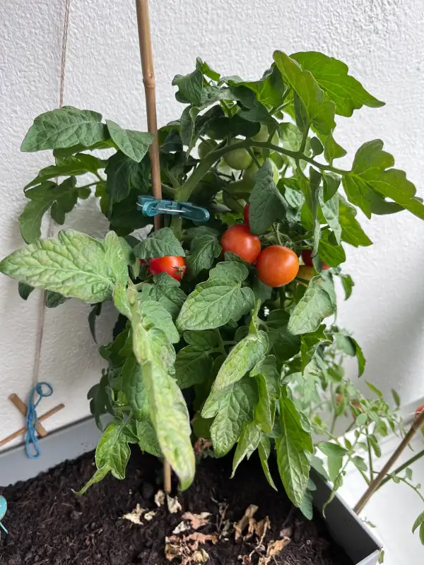 Tomaten: Pummelfee