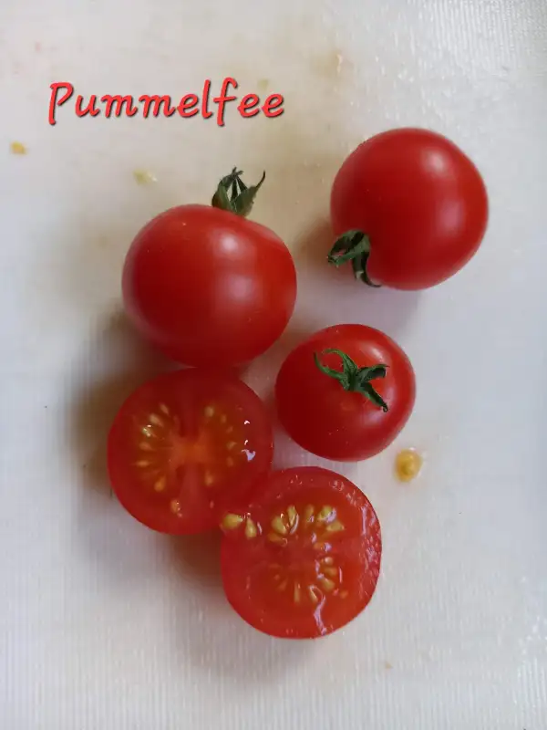 Tomaten: Pummelfee