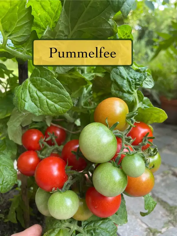 Tomaten: Pummelfee