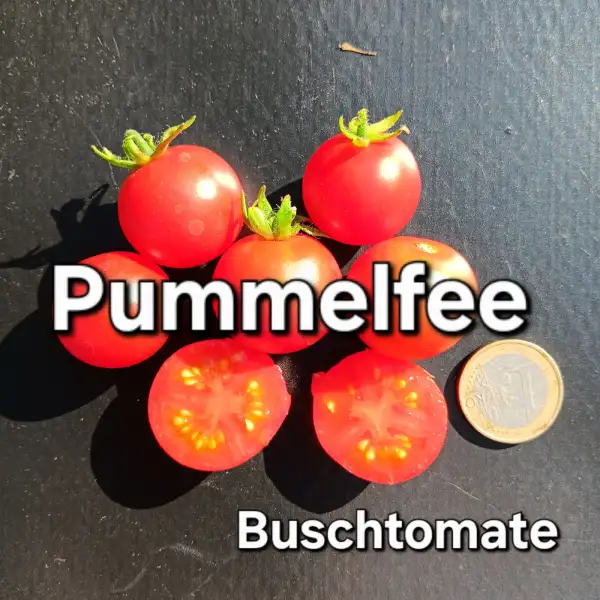 Tomaten: Pummelfee