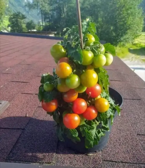 Tomaten: Pummelfee