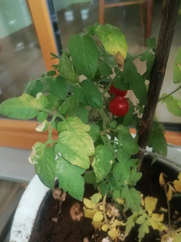 Tomaten: Pummelfee