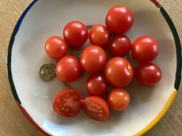 Tomaten: Pummelfee