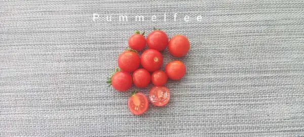 Tomaten: Pummelfee