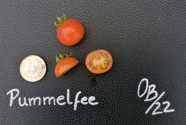 Tomaten: Pummelfee