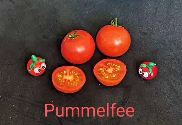 Tomaten: Pummelfee