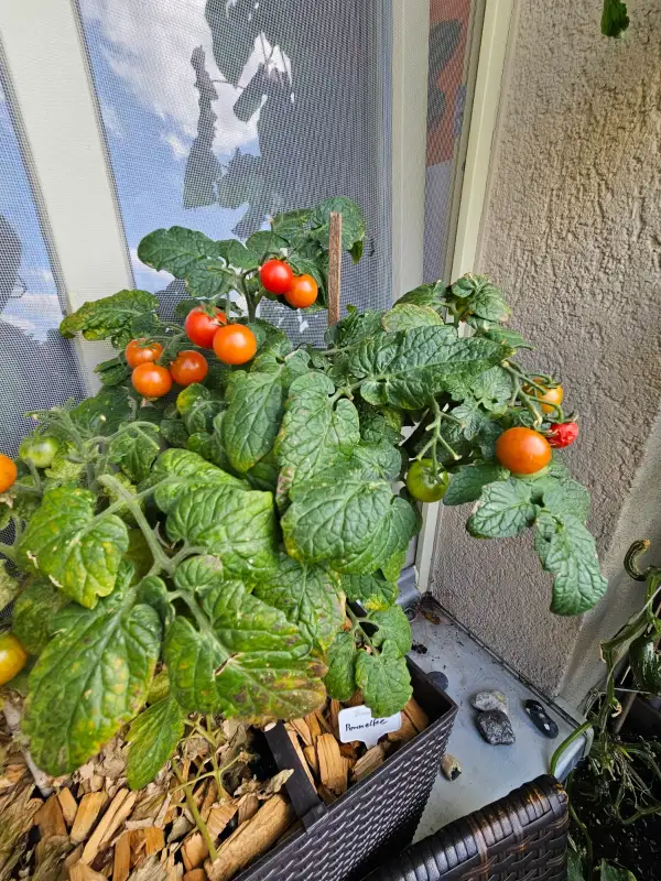 Tomaten: Pummelfee